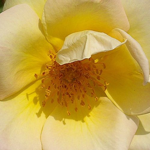 Online rózsa vásárlás - Sárga - vadrózsa - intenzív illatú rózsa - Rosa Frühlingsgold® - Wilhelm J.H. Kordes II. - Illatos, krémsárga virágú, egyszer nyíló, robosztus termetű rózsa. Virágnyílás után az apró tüskékkel borított vesszőket csipkebogyók díszít